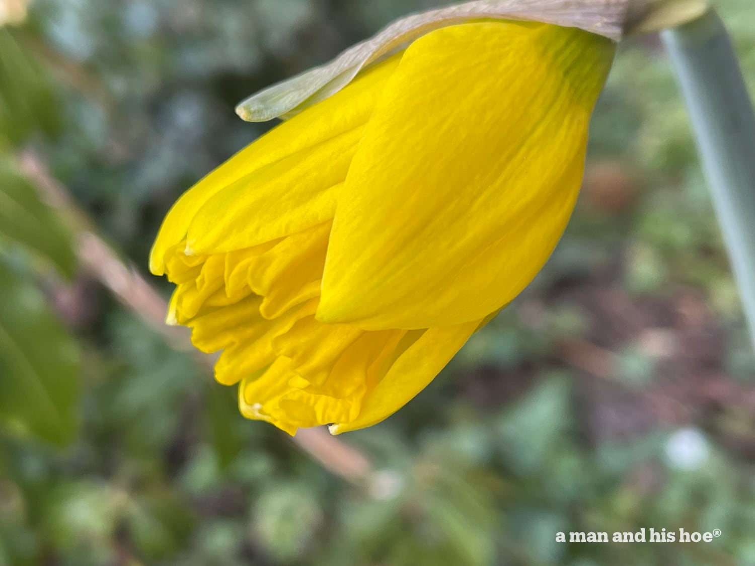 Daffodil opening