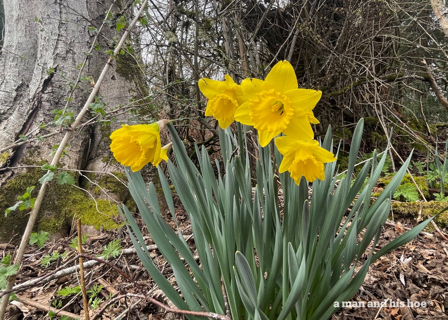 Daffodils in full bloom.