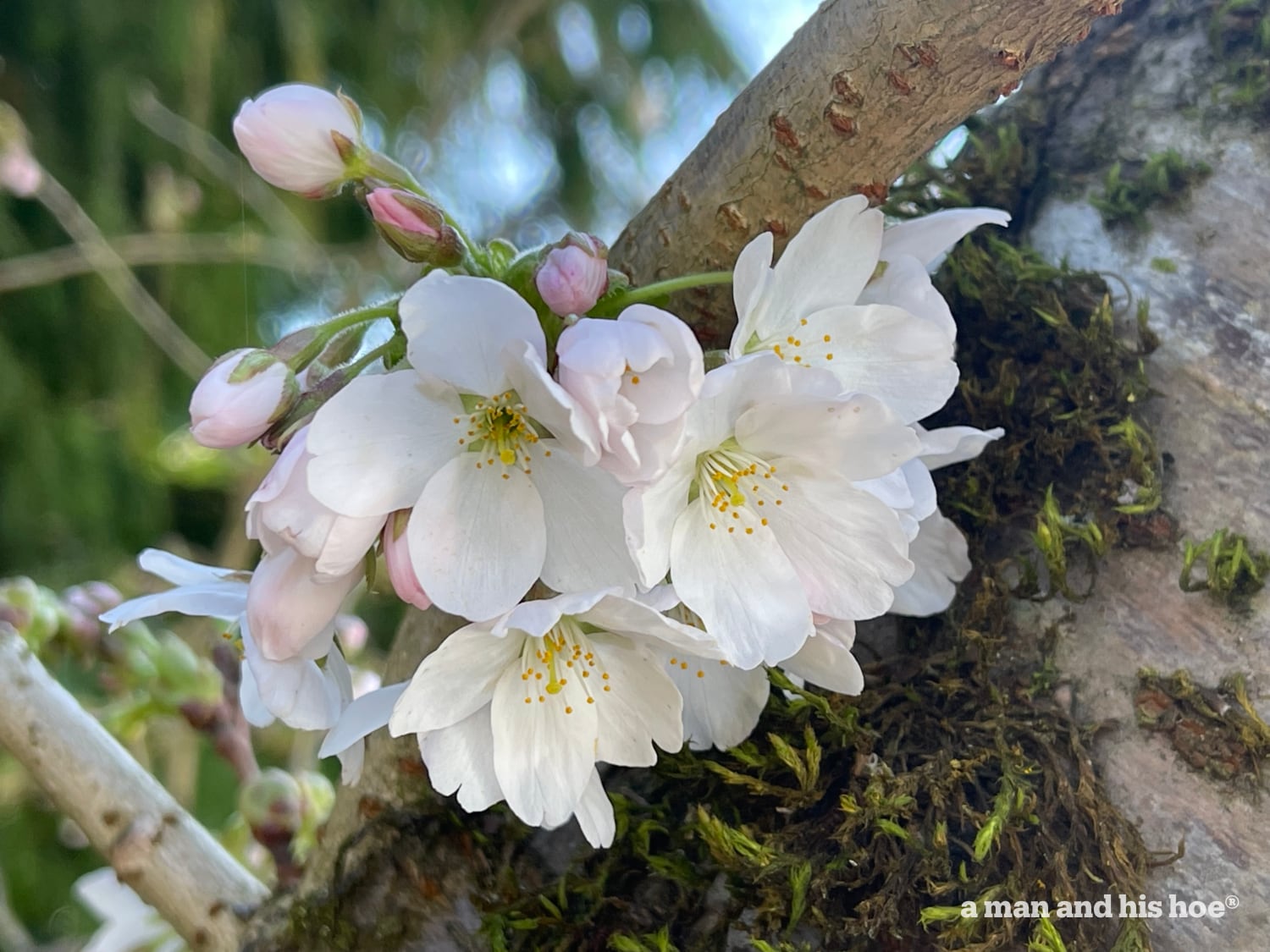 Opening cherry blossoms