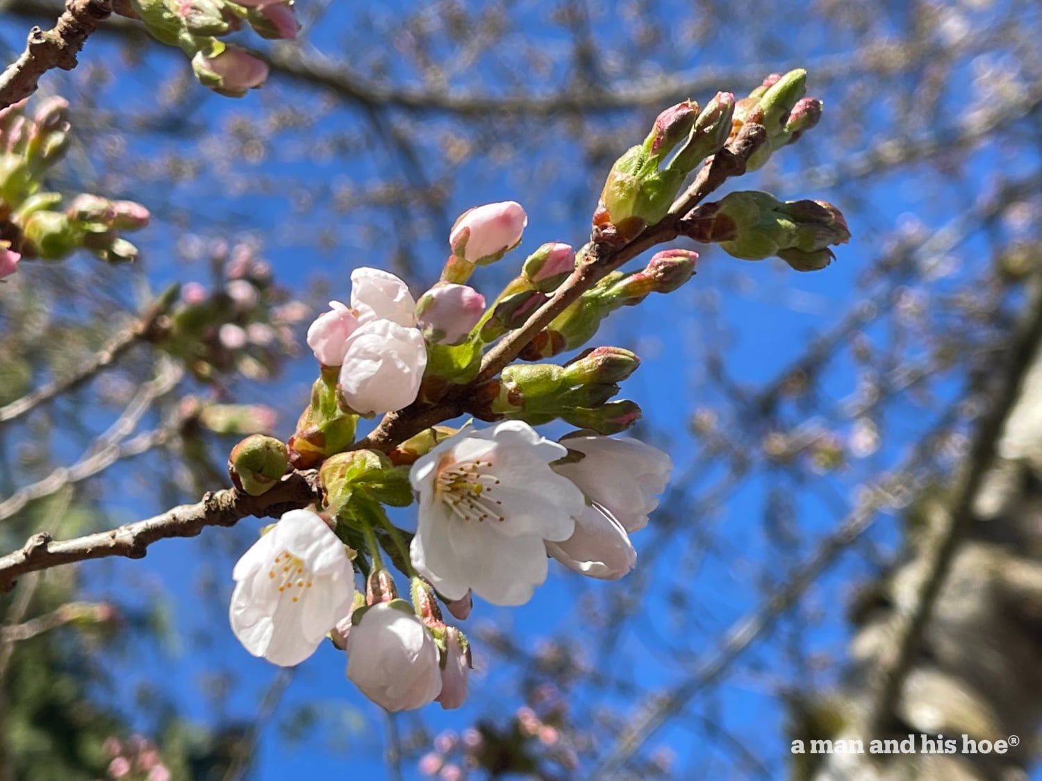 Cherry blossoms opening