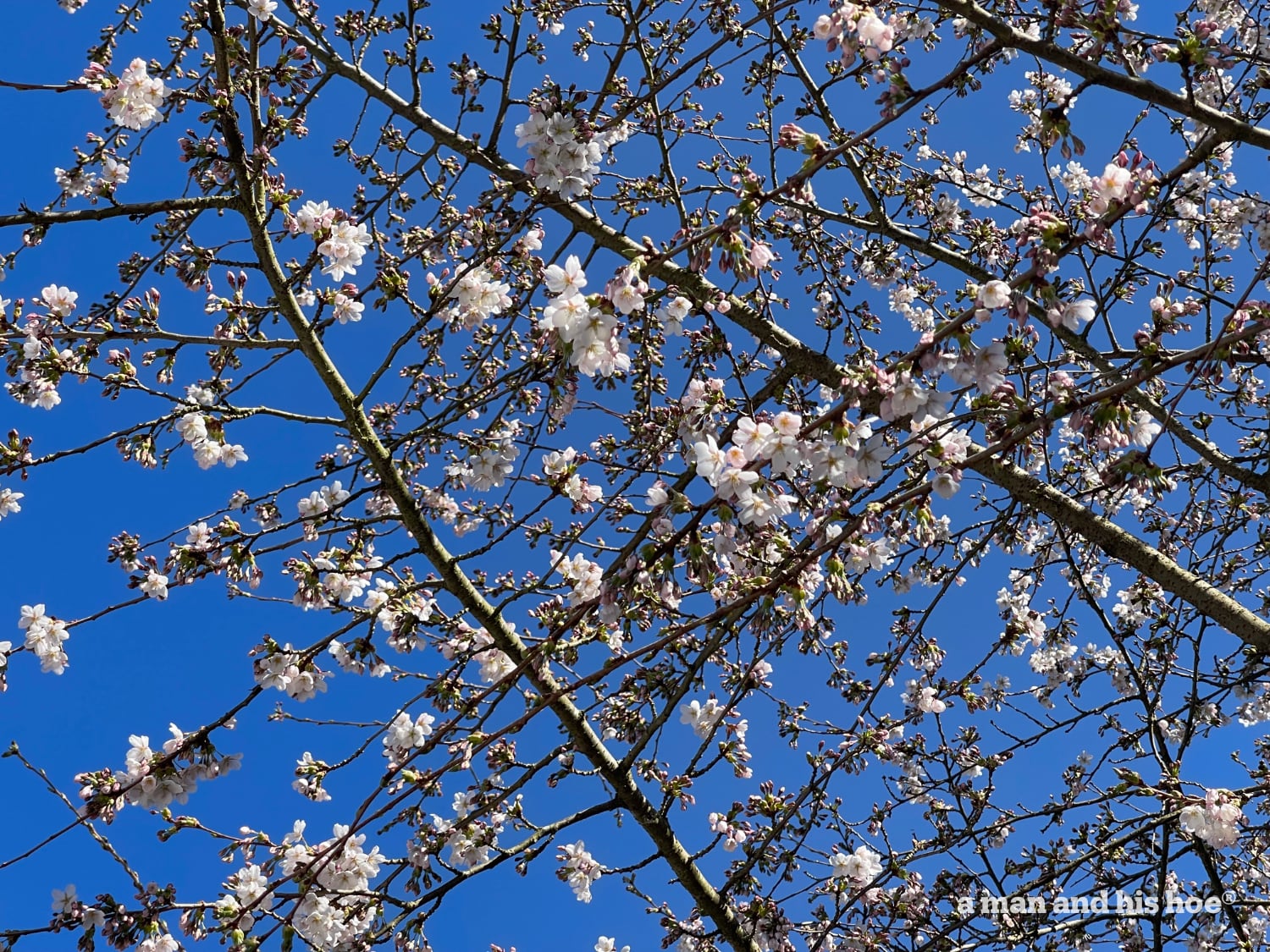 Cherry blossoms at 20% bloom