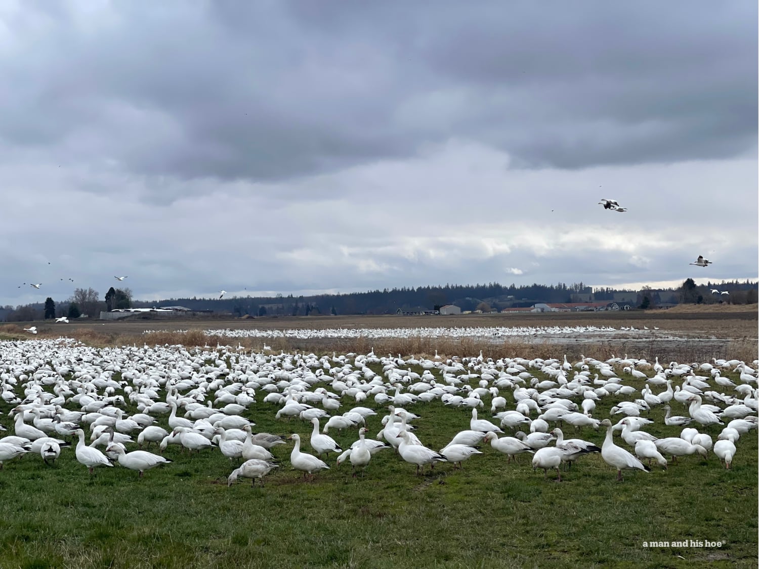 Snowgeese on pasture look like snow