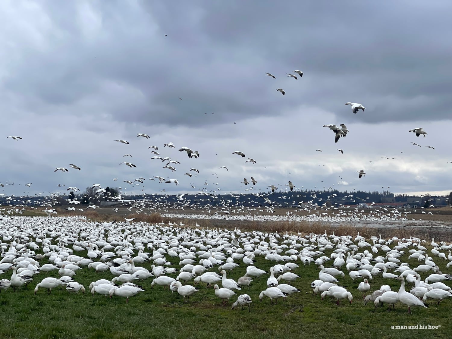 Snow geese landing on a pasture