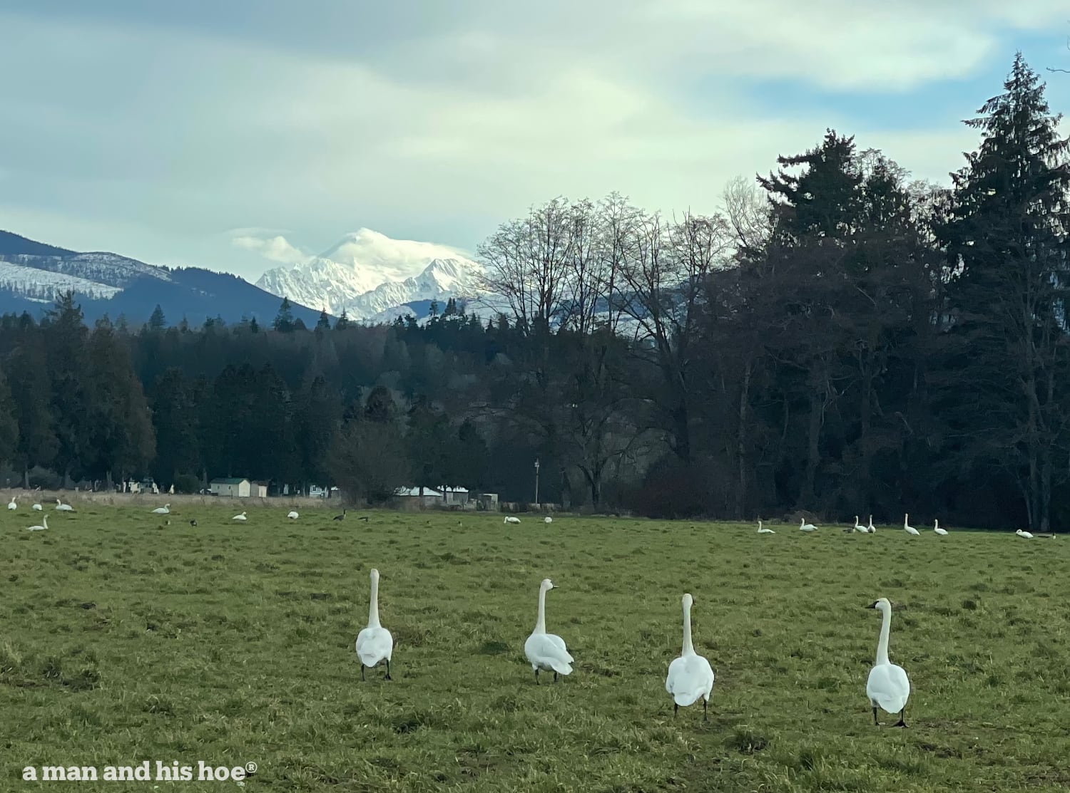 Swans on a spring field