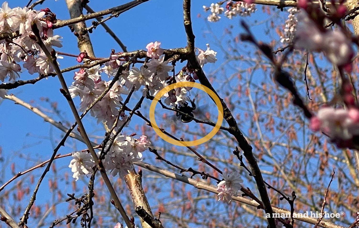 Bumblebee on cherry blossoms.
