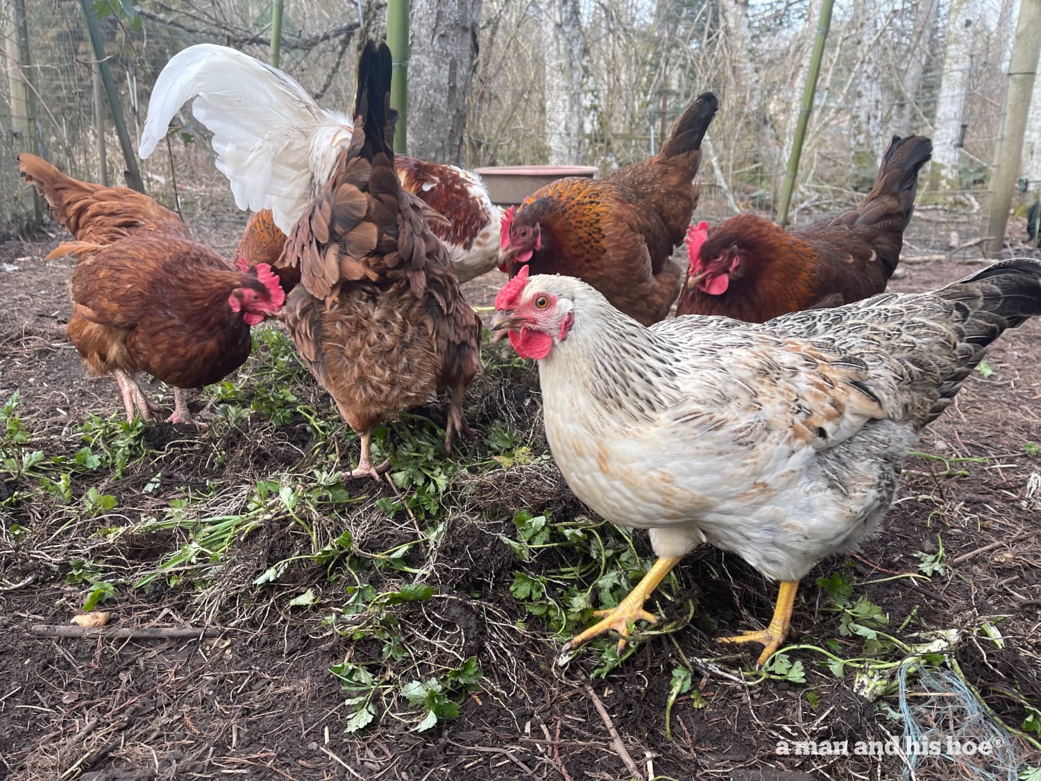 Chickens on weeds