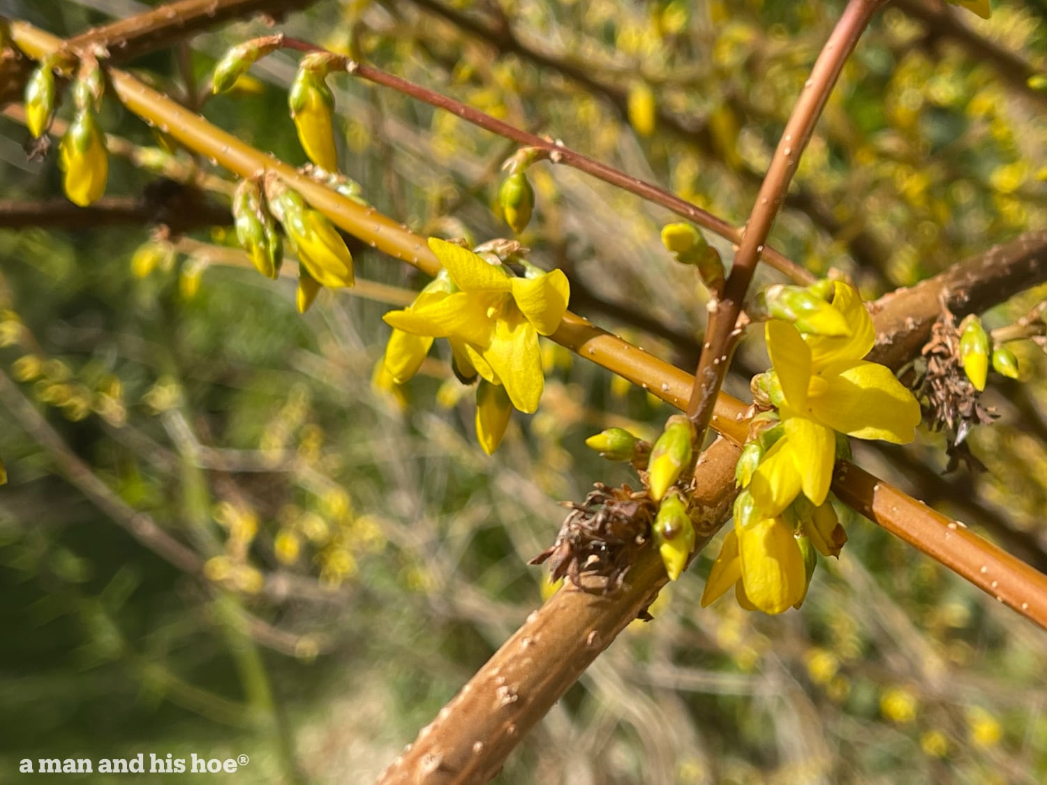 Forsythia blossoms