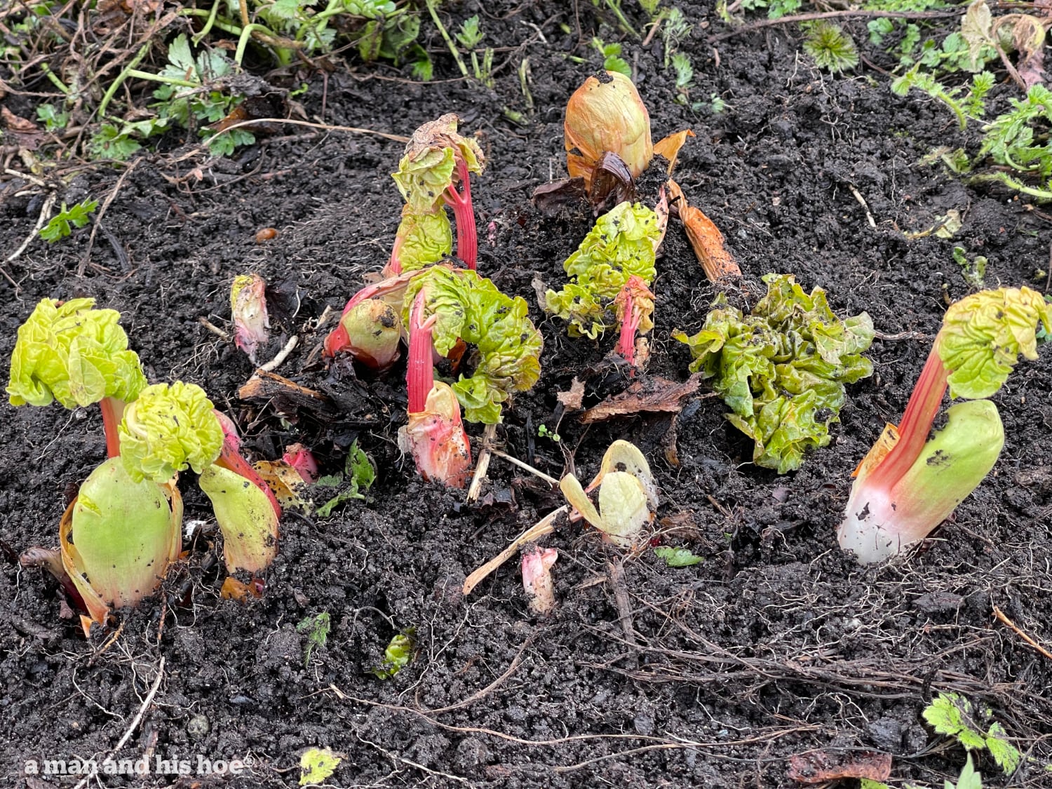 Rhubarb shoots prove spring has sprung
