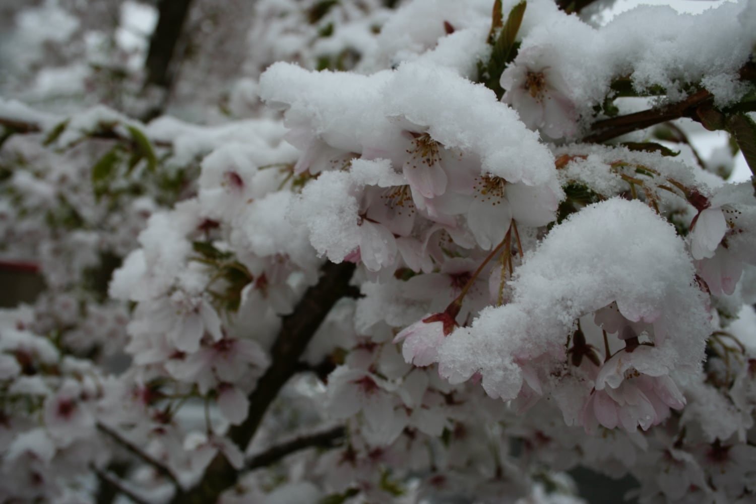 Cherry blossoms blanketed in snow on April 20, 2008