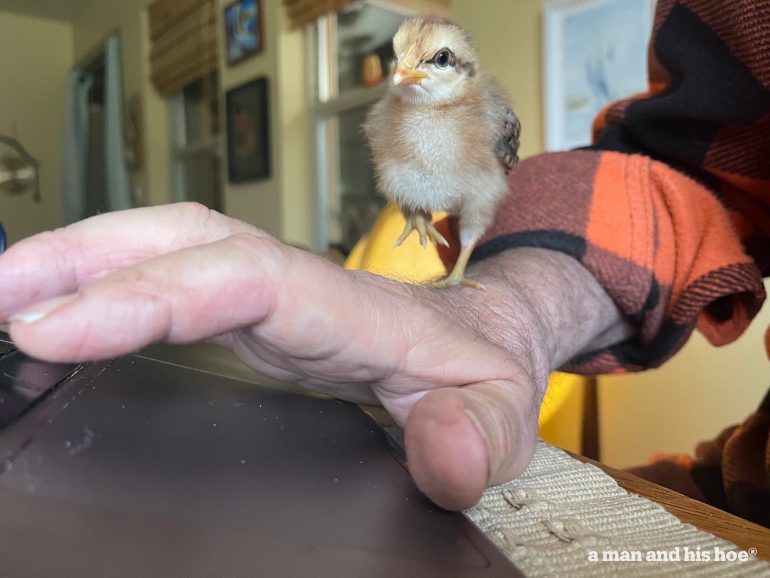 Pecking chick on hand