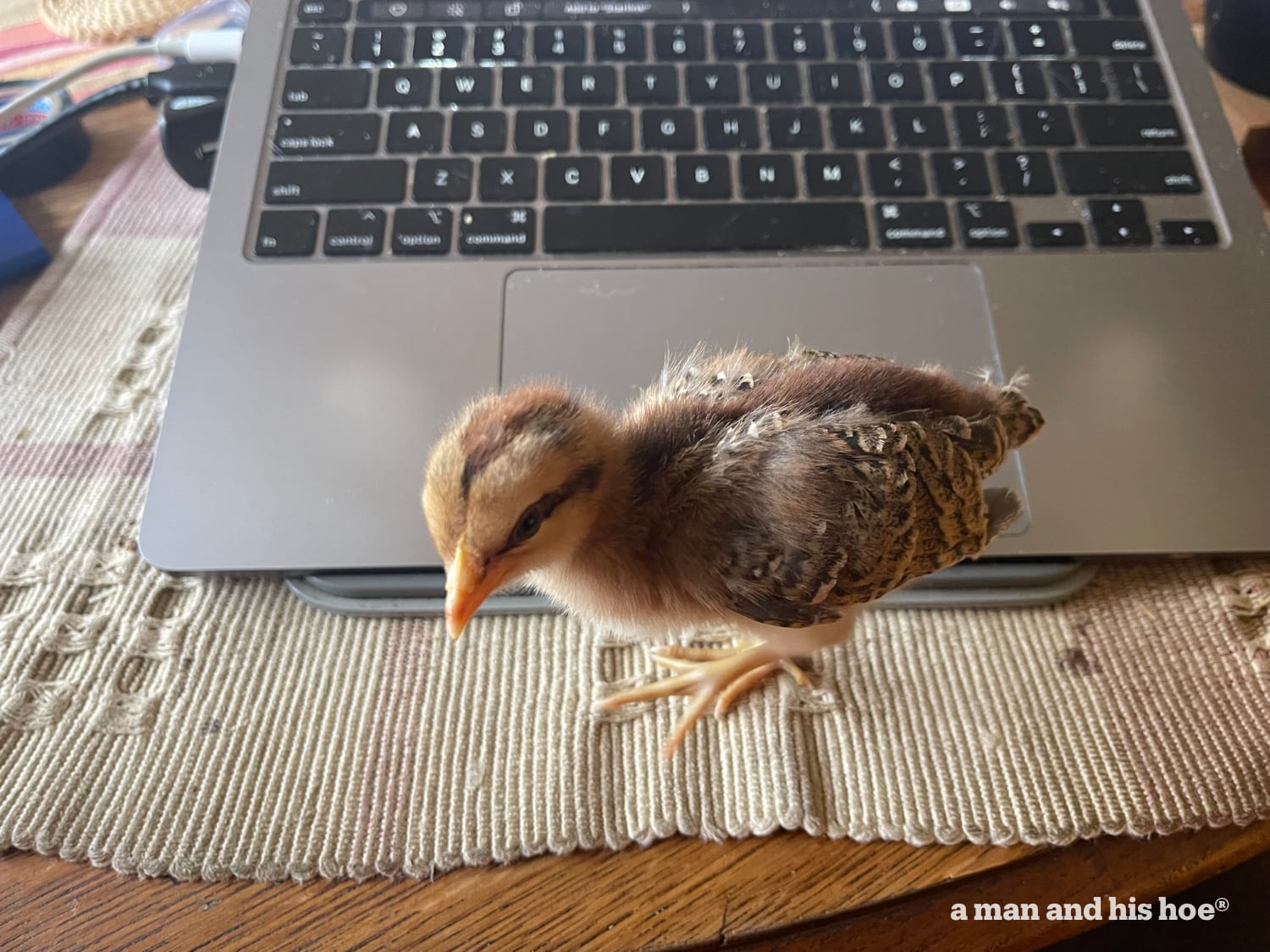 Chick by keyboard