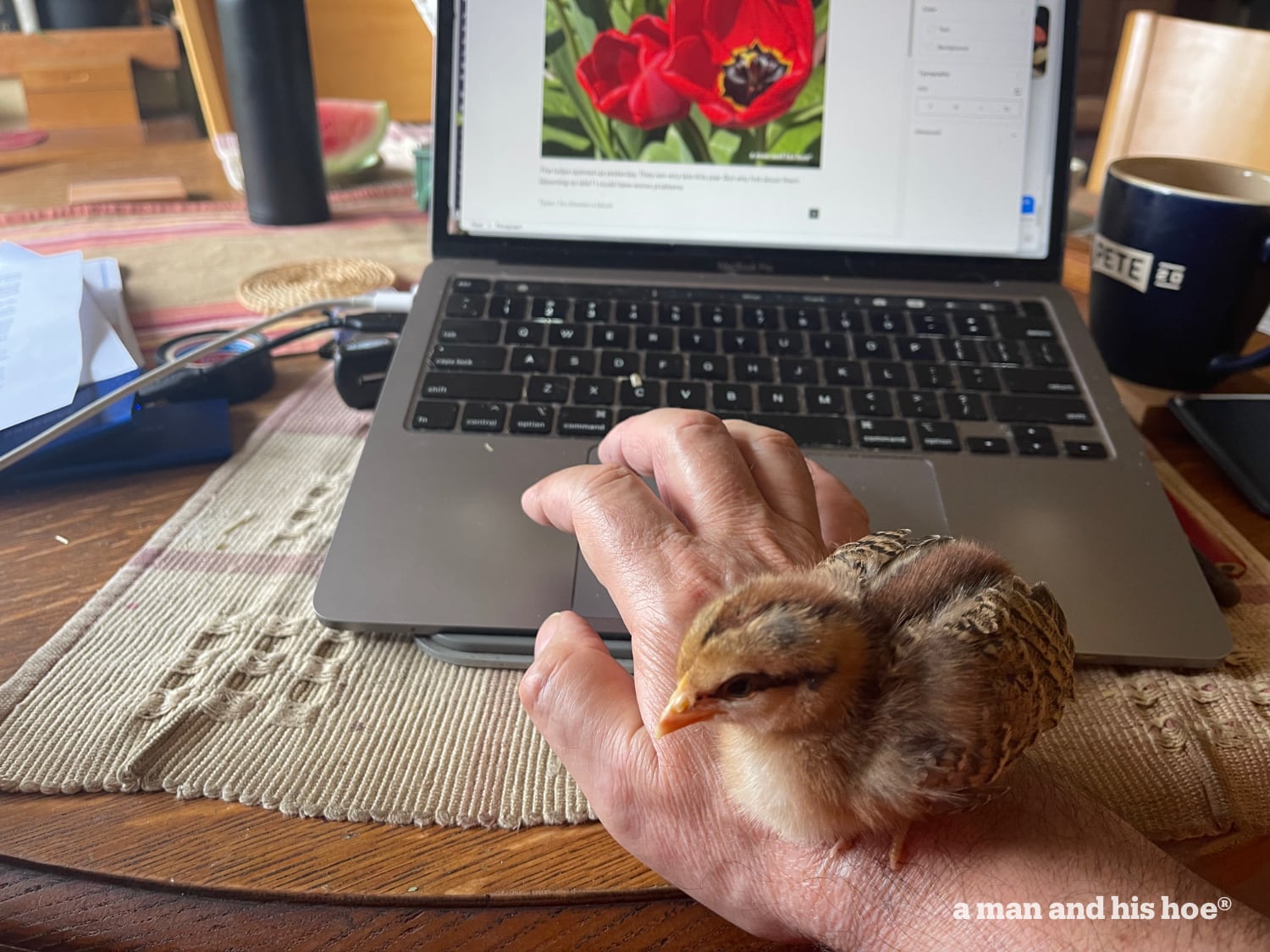 Chick on hand as I type