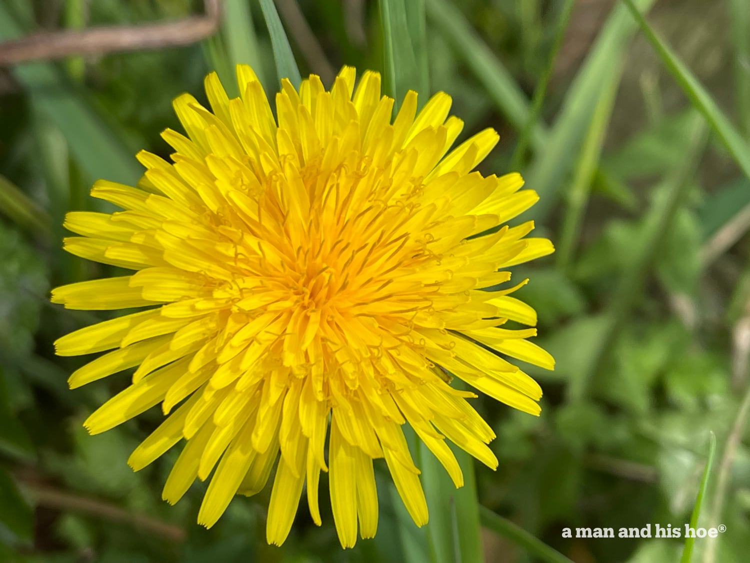 First dandelion