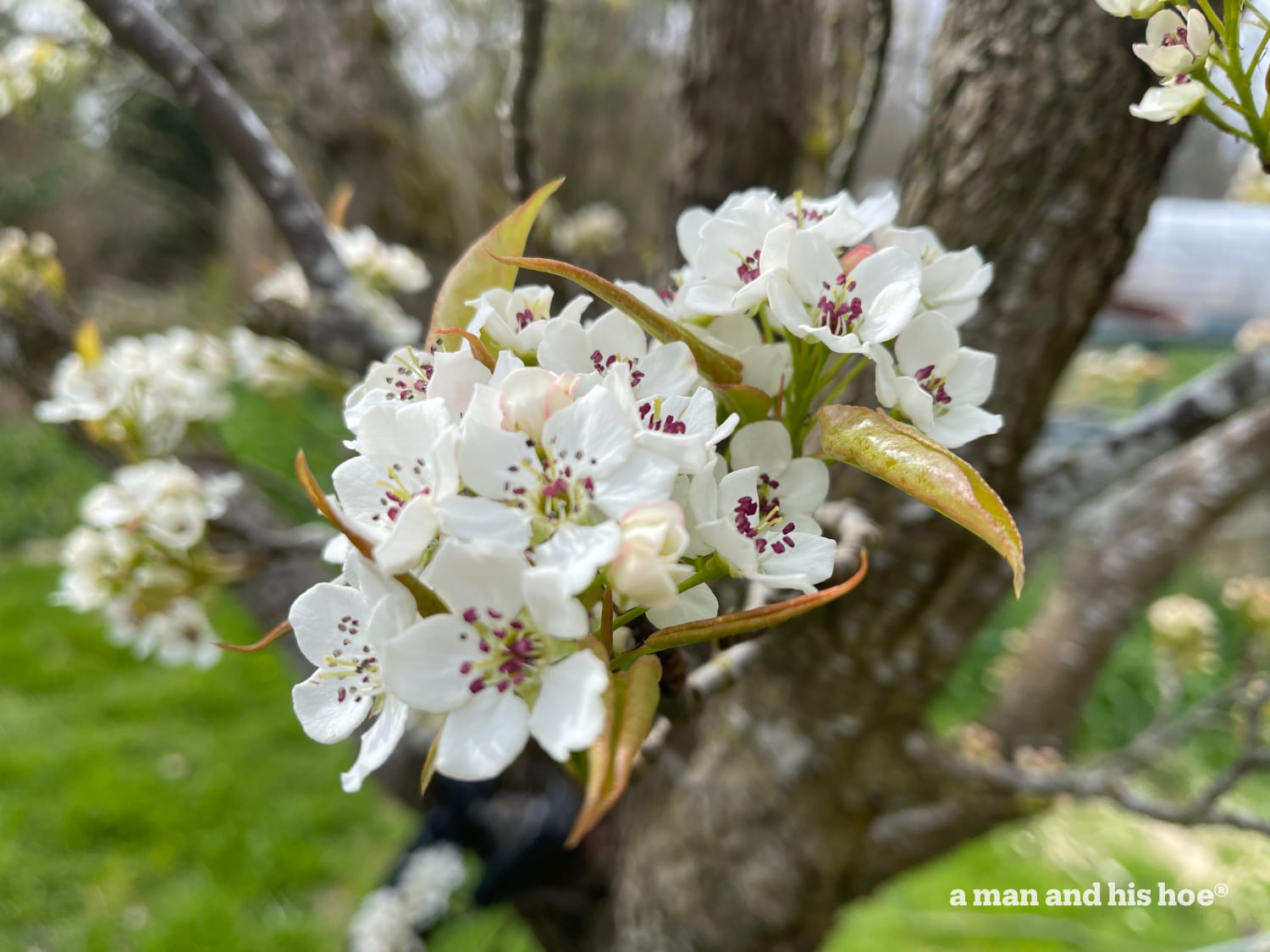 Japanese pear, nashi, flower