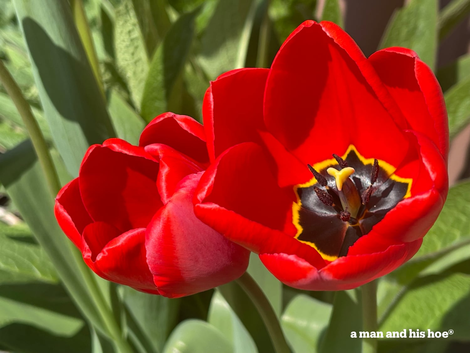 Red tulips blooming