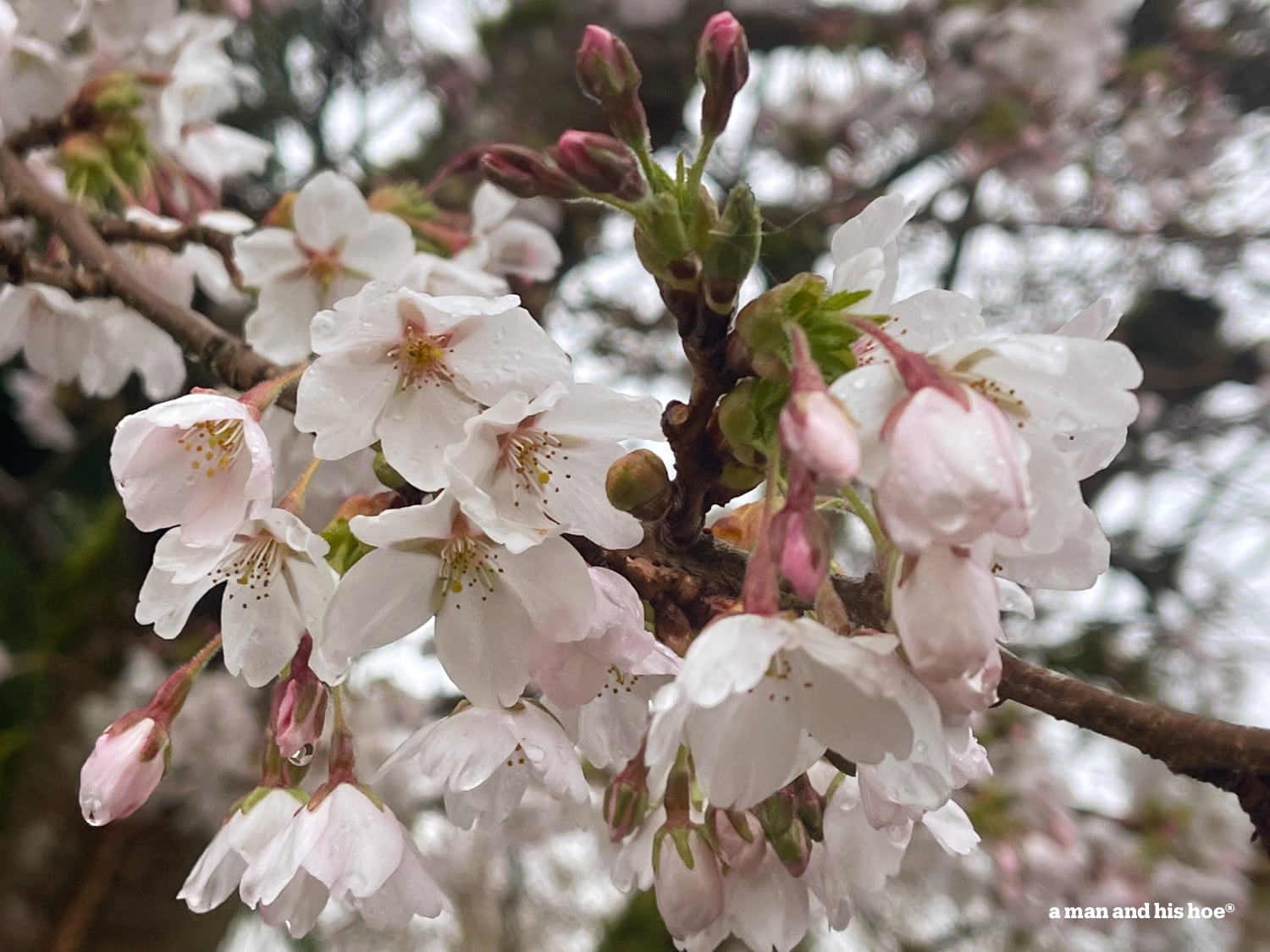 Cherry blossoms