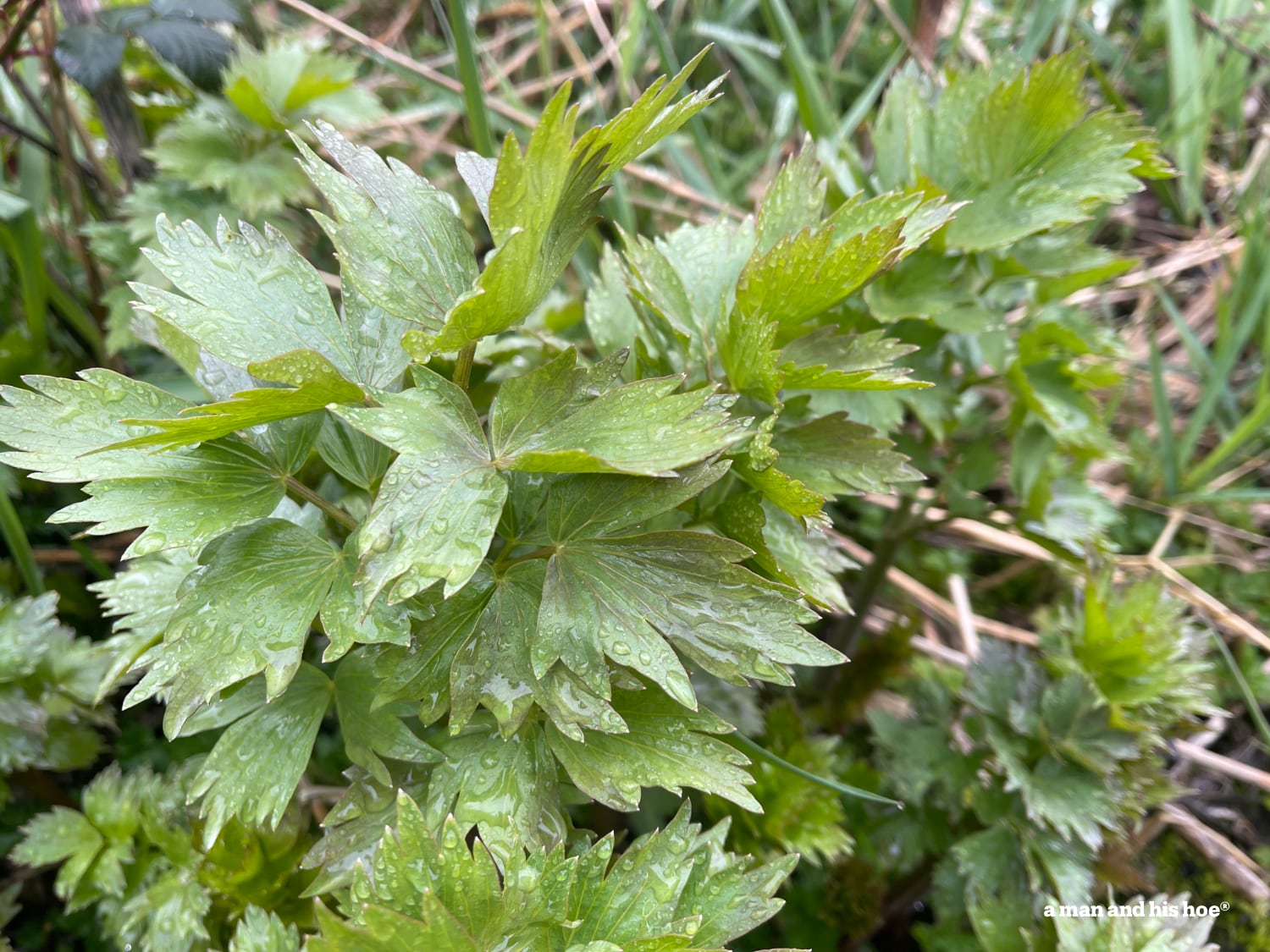 Lovage sprouting