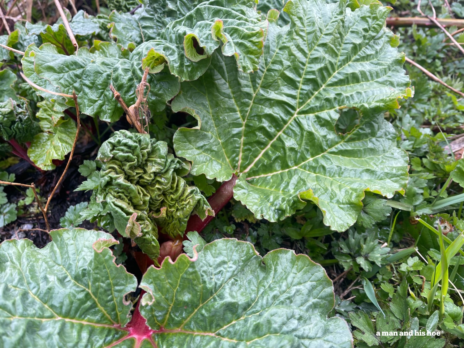 Rhubarb leaves unfolding.