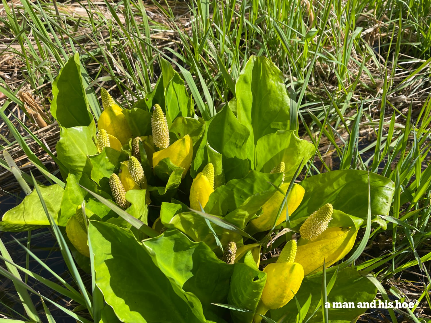 Skunk cabbage in boom