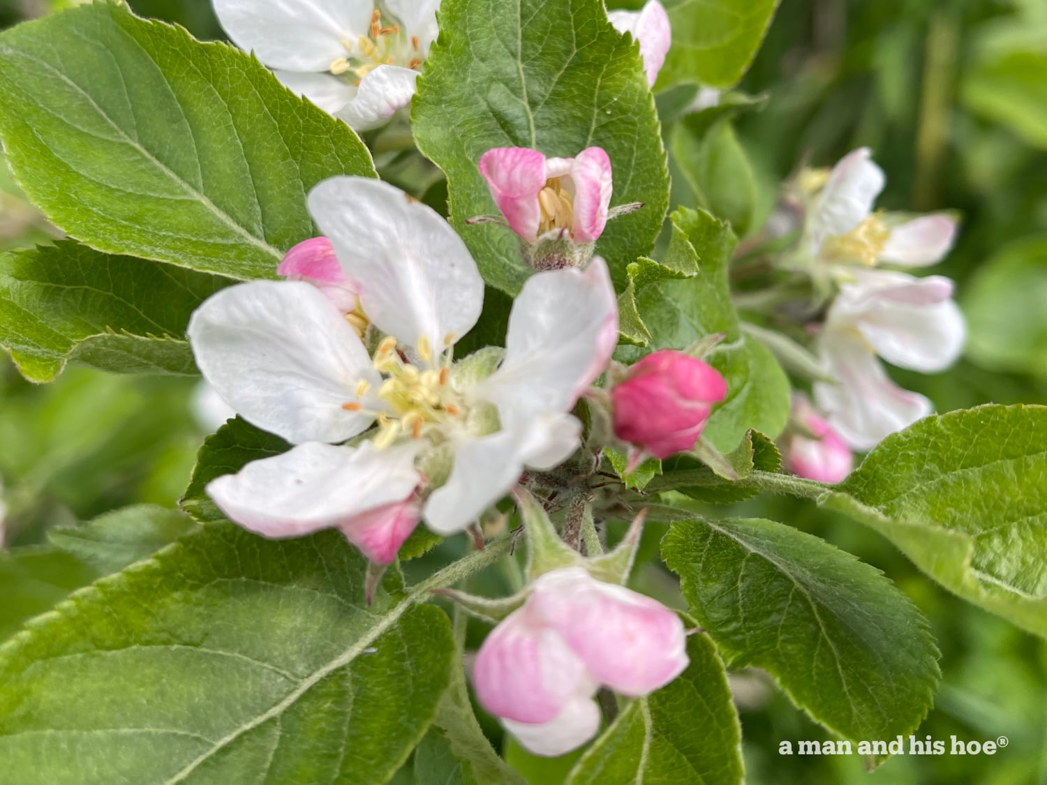 Apple blossoms