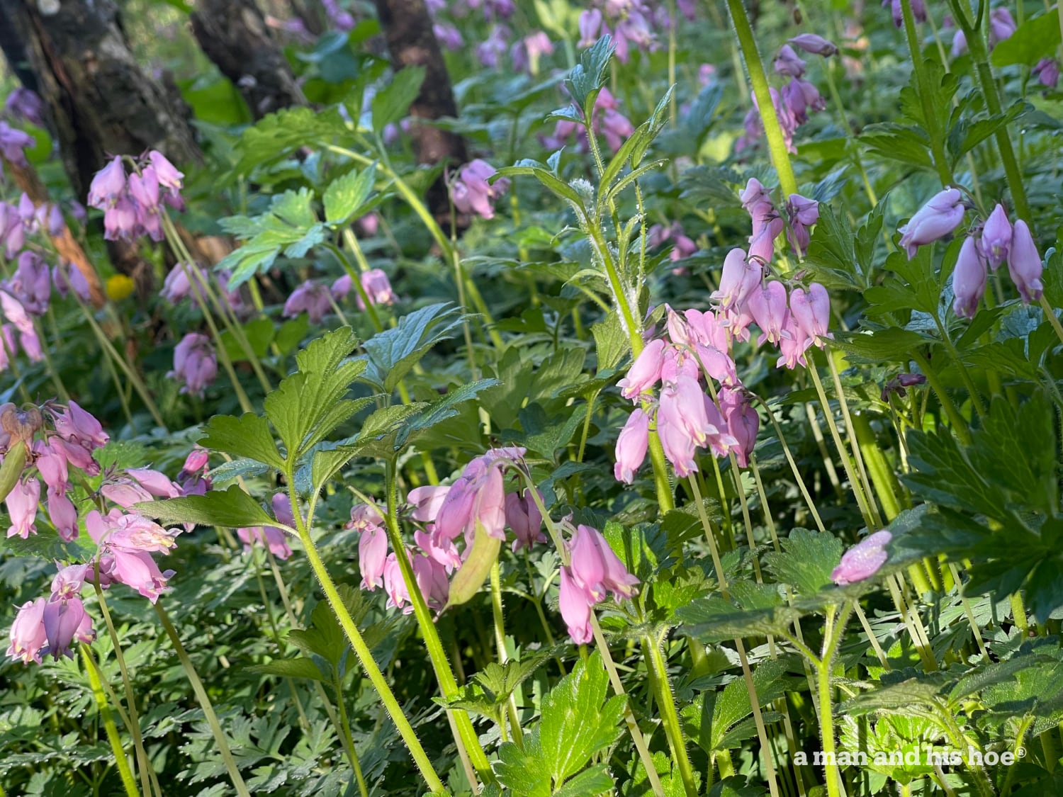 Bleeding hearts