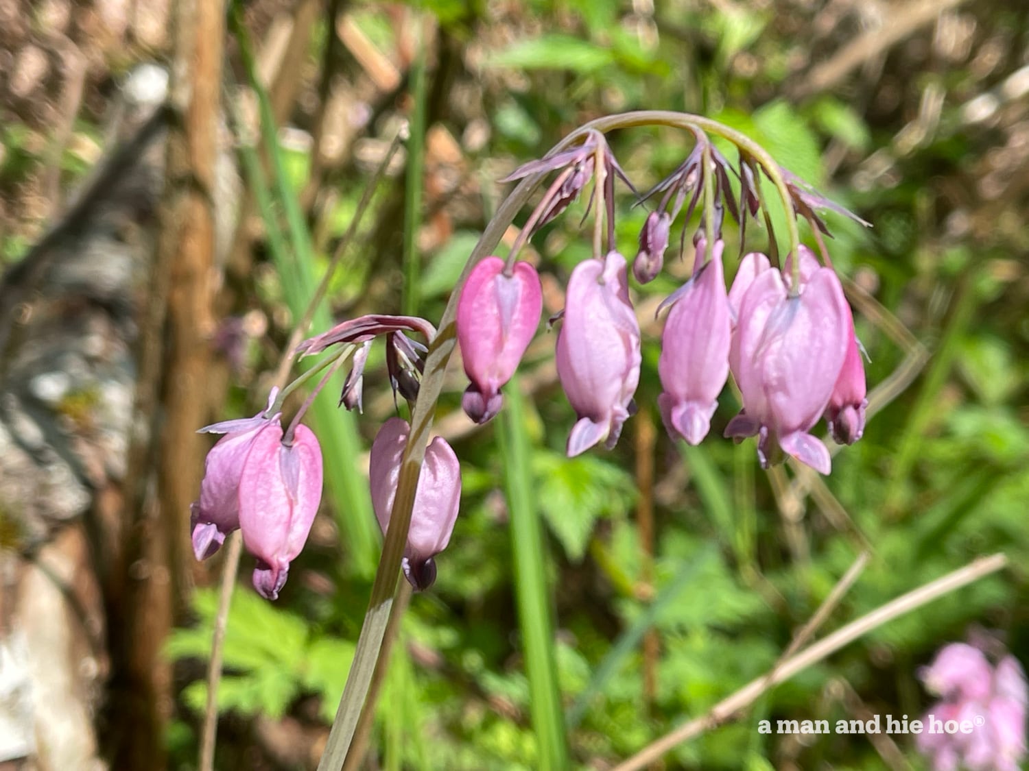 Bleeding heart blossoms.