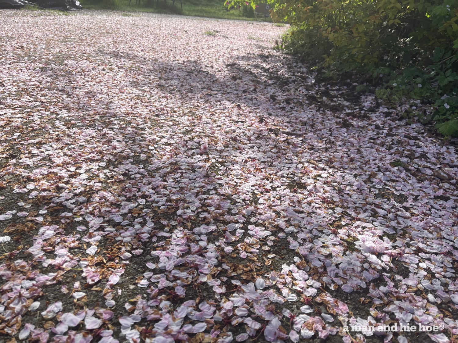 Cherry blossoms on the ground