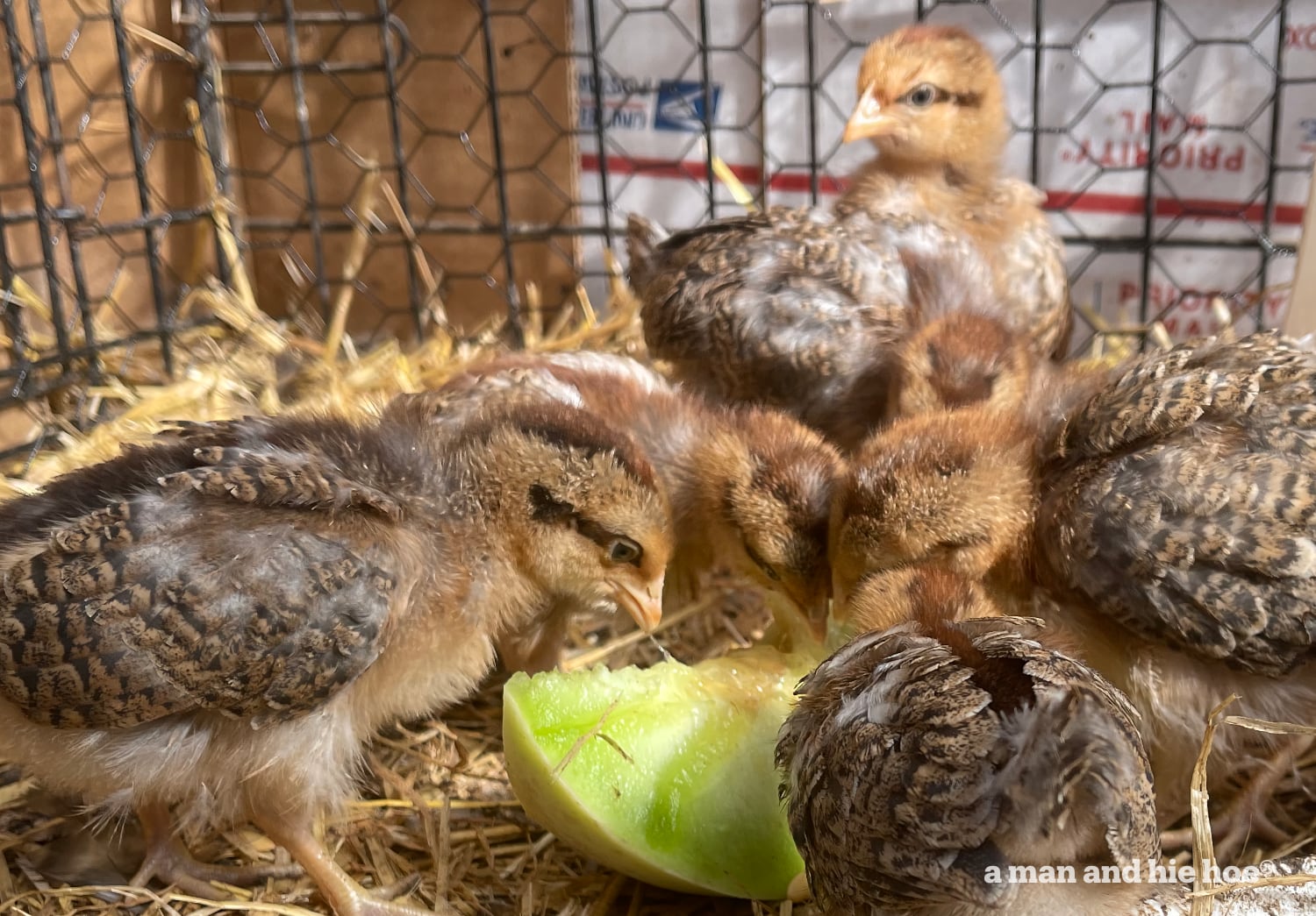 Chicks eating cantaloupe