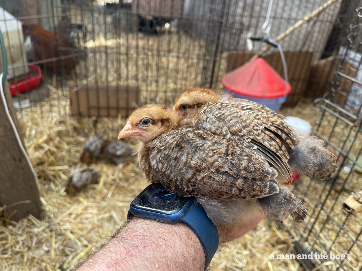 Chickens on hand.