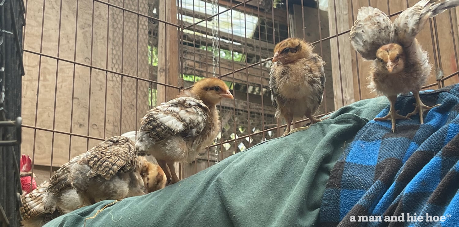 Chicks perched on leg.