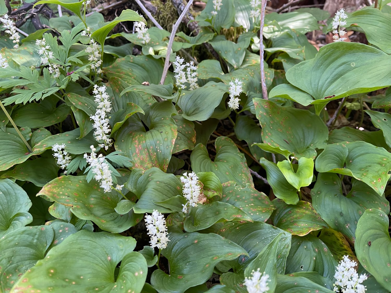 False lily of the valley