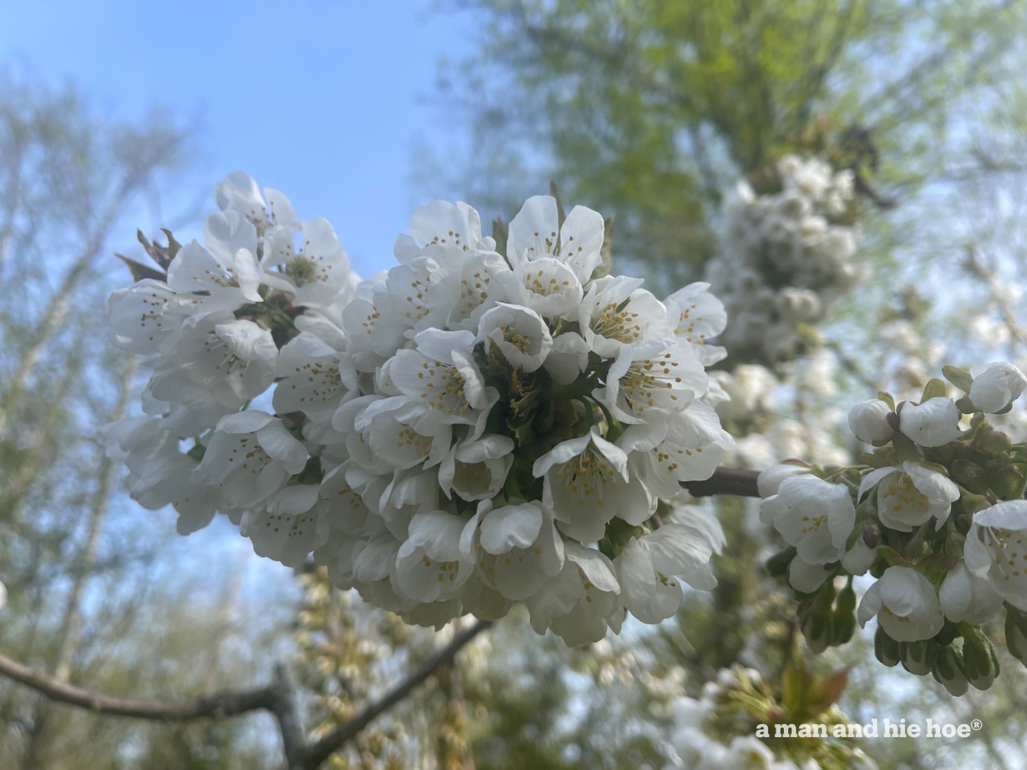 Fruiting cherry blossoms