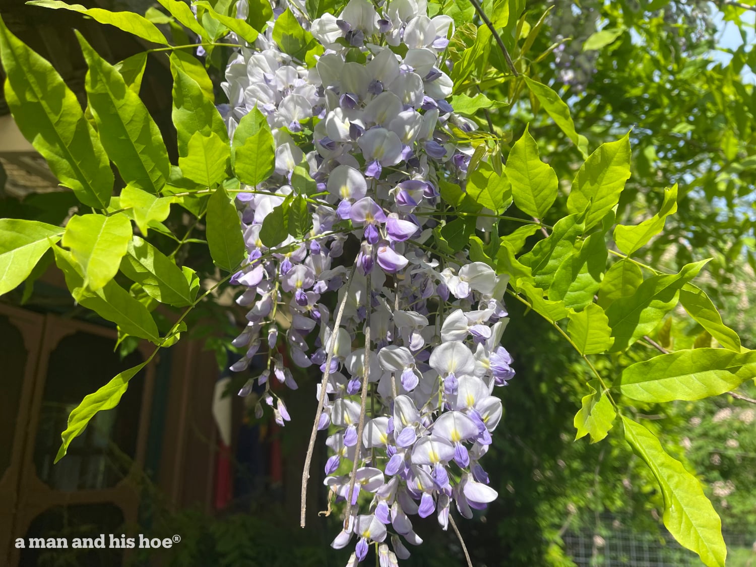 Wisteria in bloom for the 1st time in 18 years