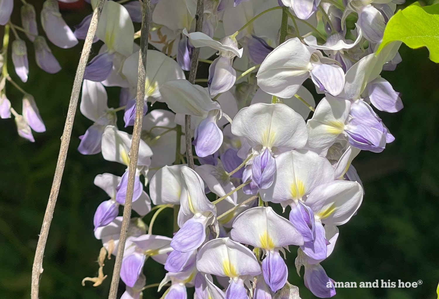 Wisteria blossoms up close