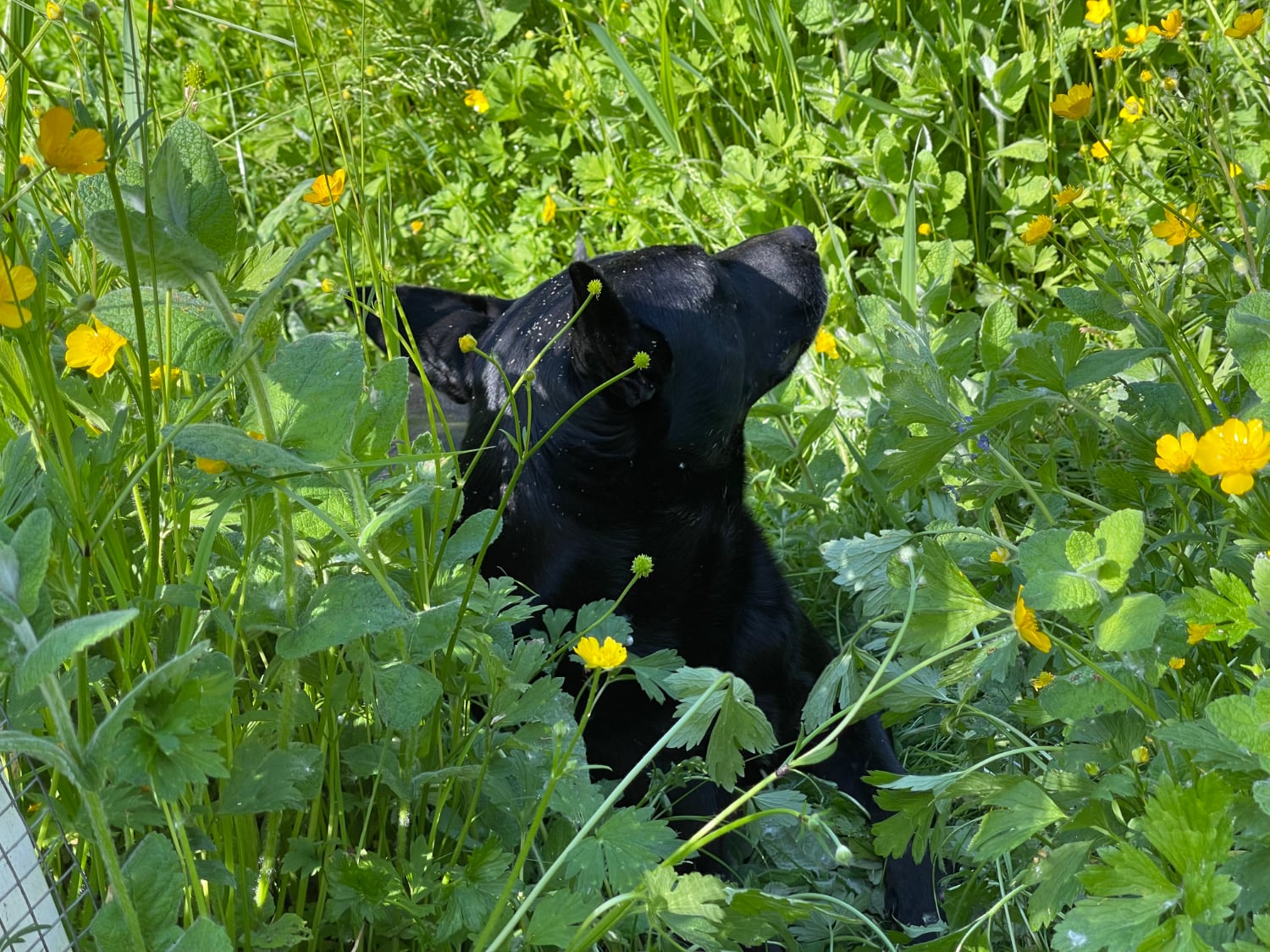 Dog in bed of mint