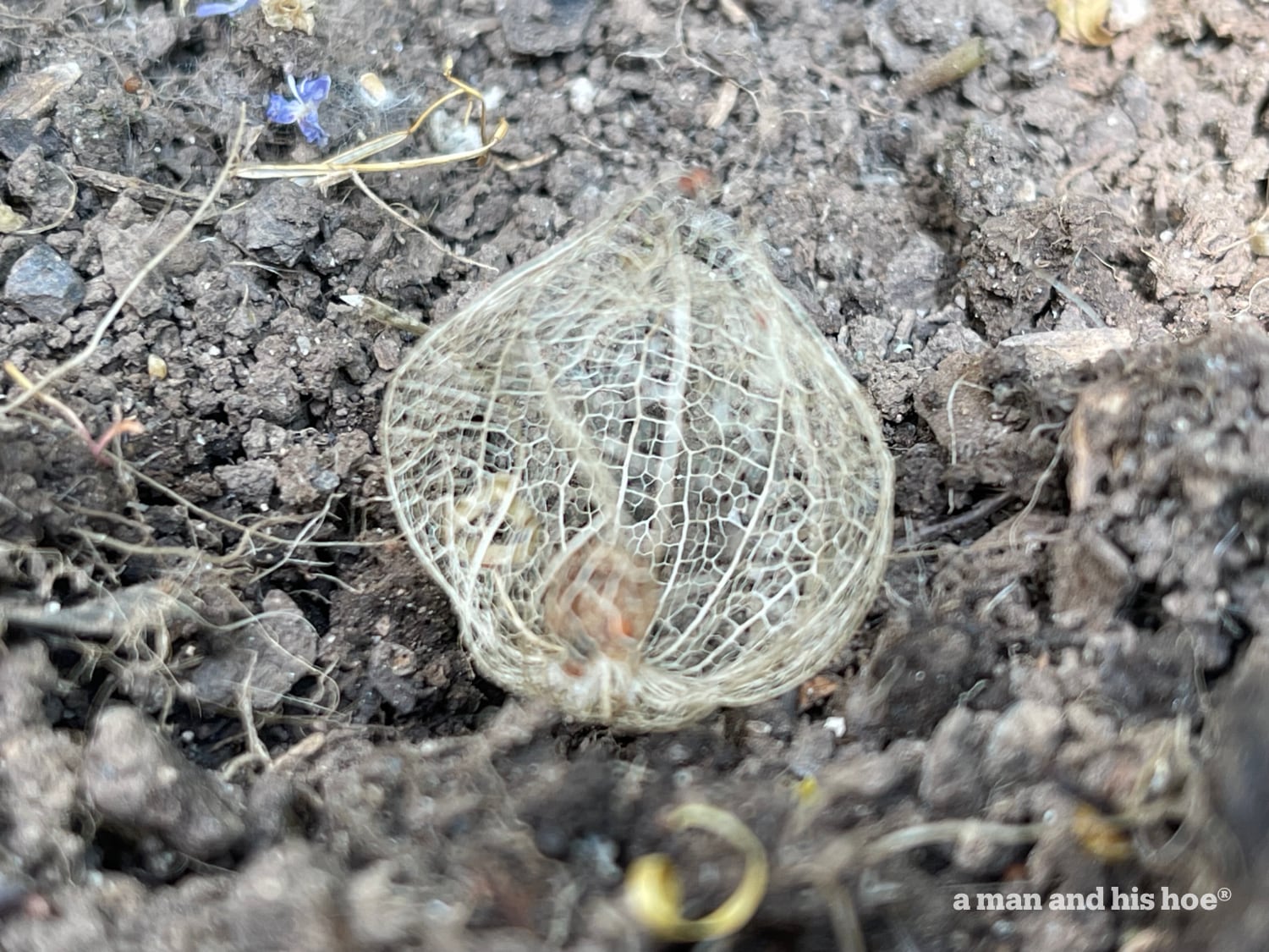 Tomatillo after being on the ground all winter