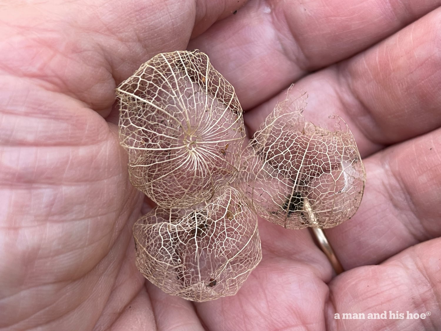 Desiccated tomatillos in the palm of my hand