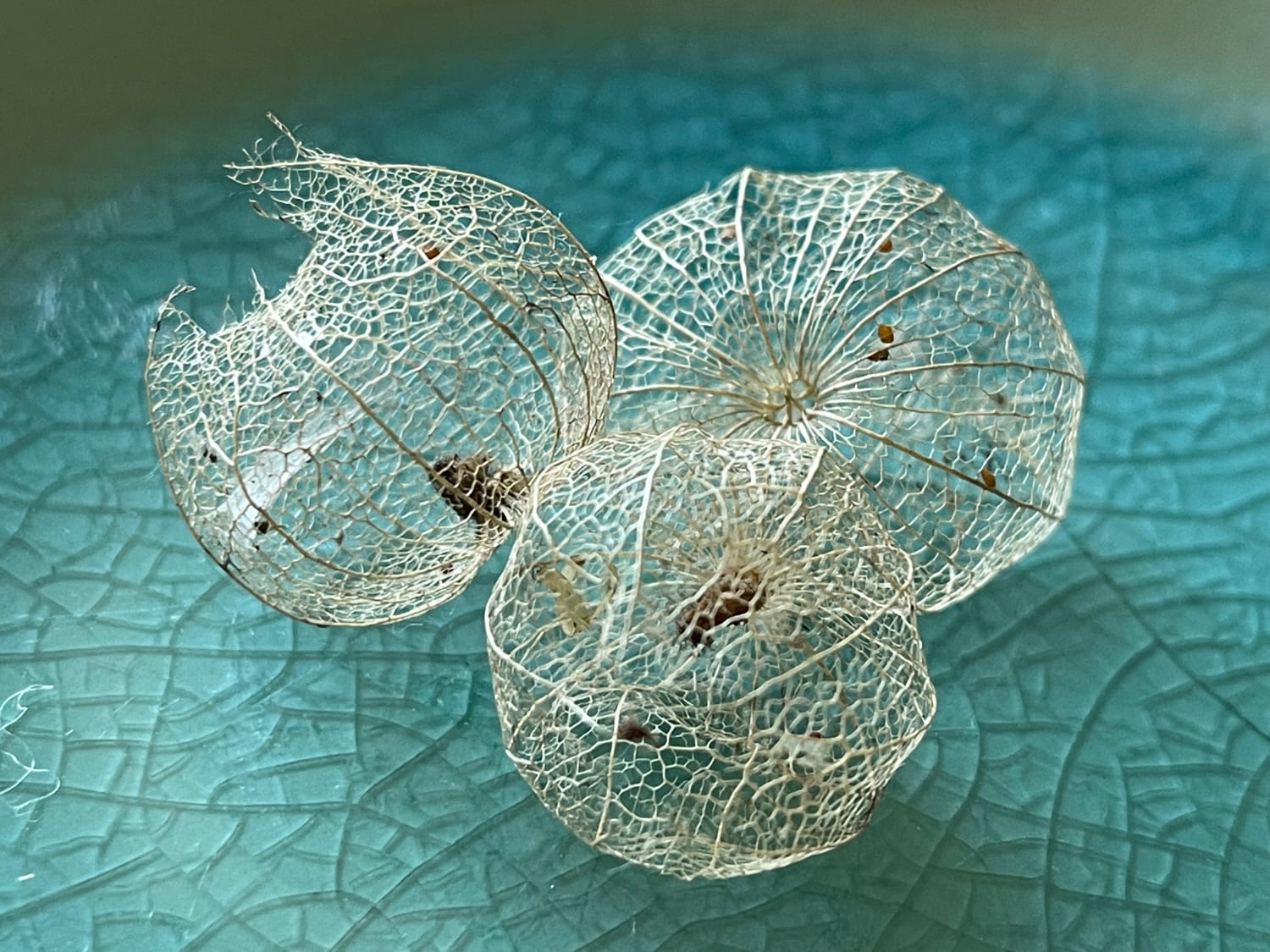 Desiccated tomatillos on a plate