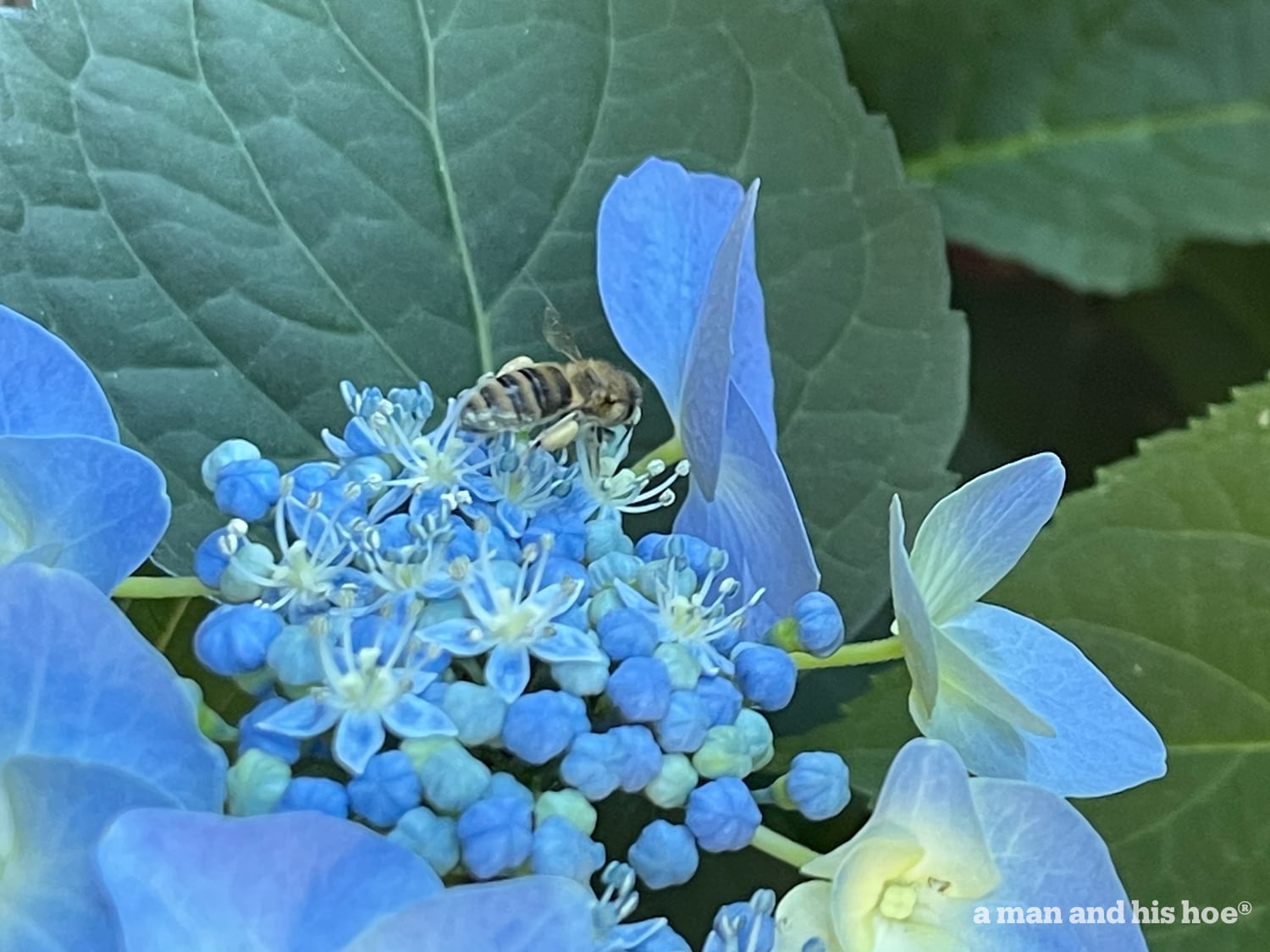 Hydrangea with bee