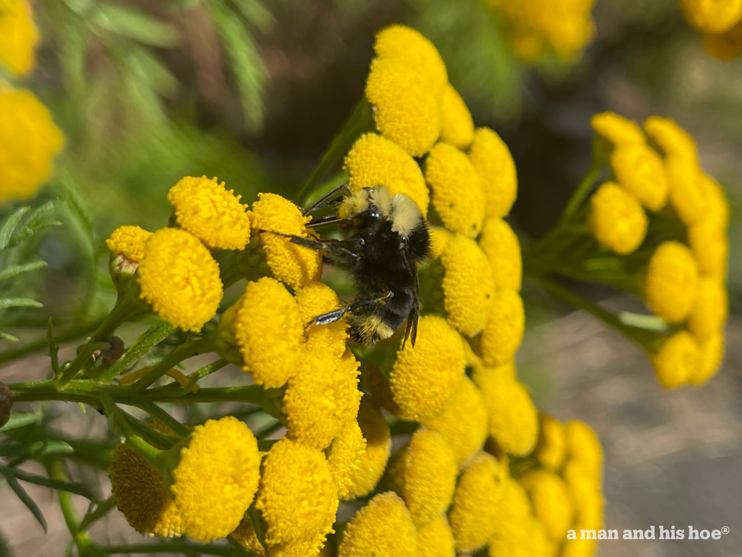 Tansy blossom with bumble bee