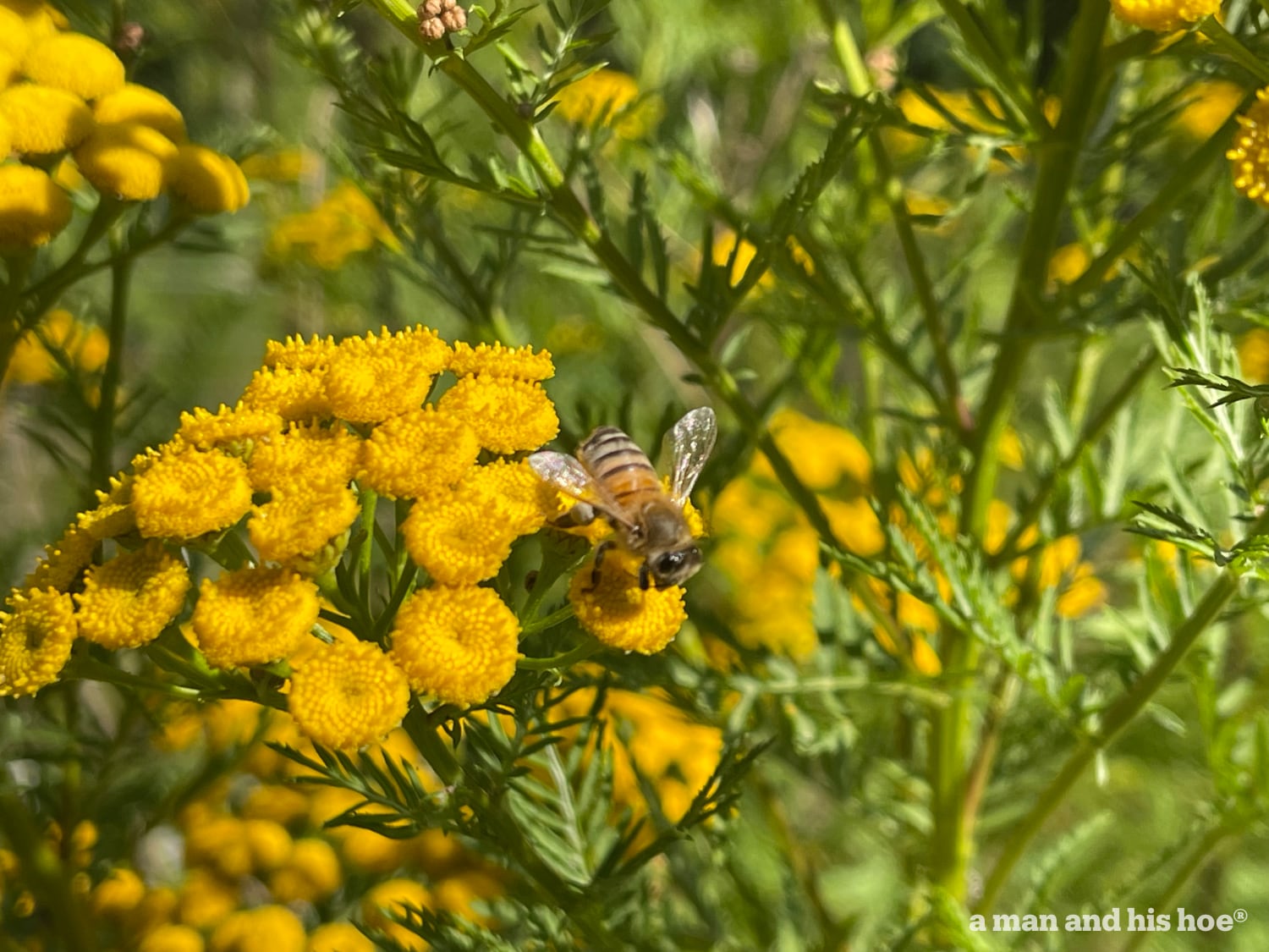 Tansy blossoms with bee