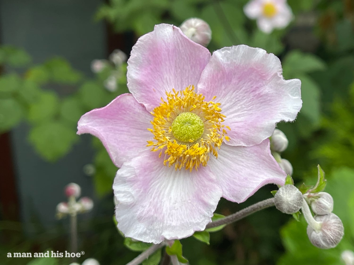 Hubei anemone