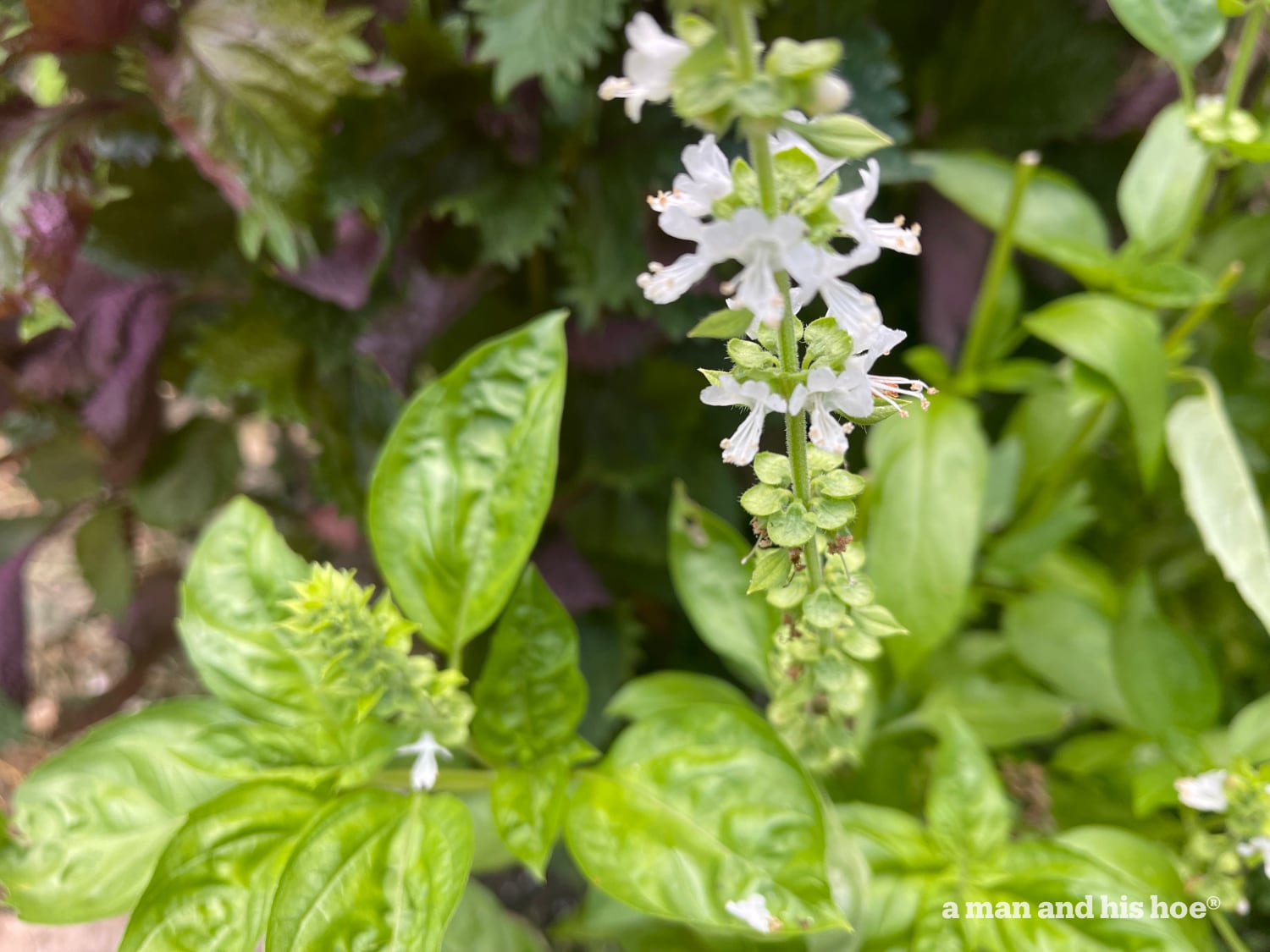 Basil flowers