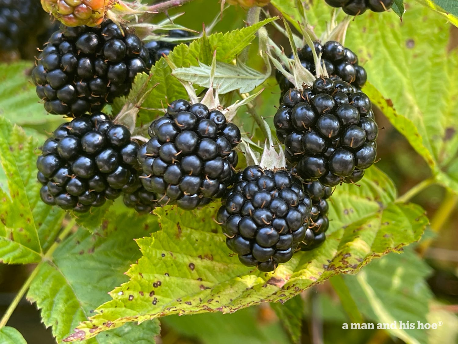 Blackberries