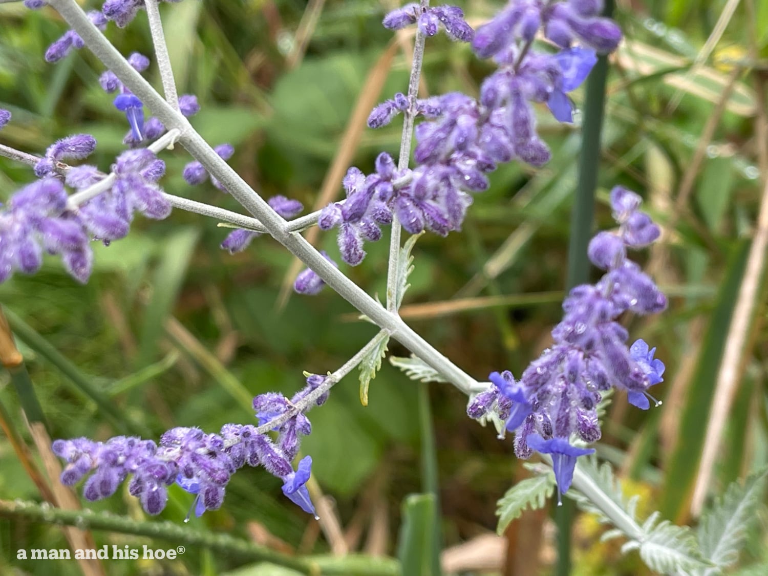 Catmint flowers