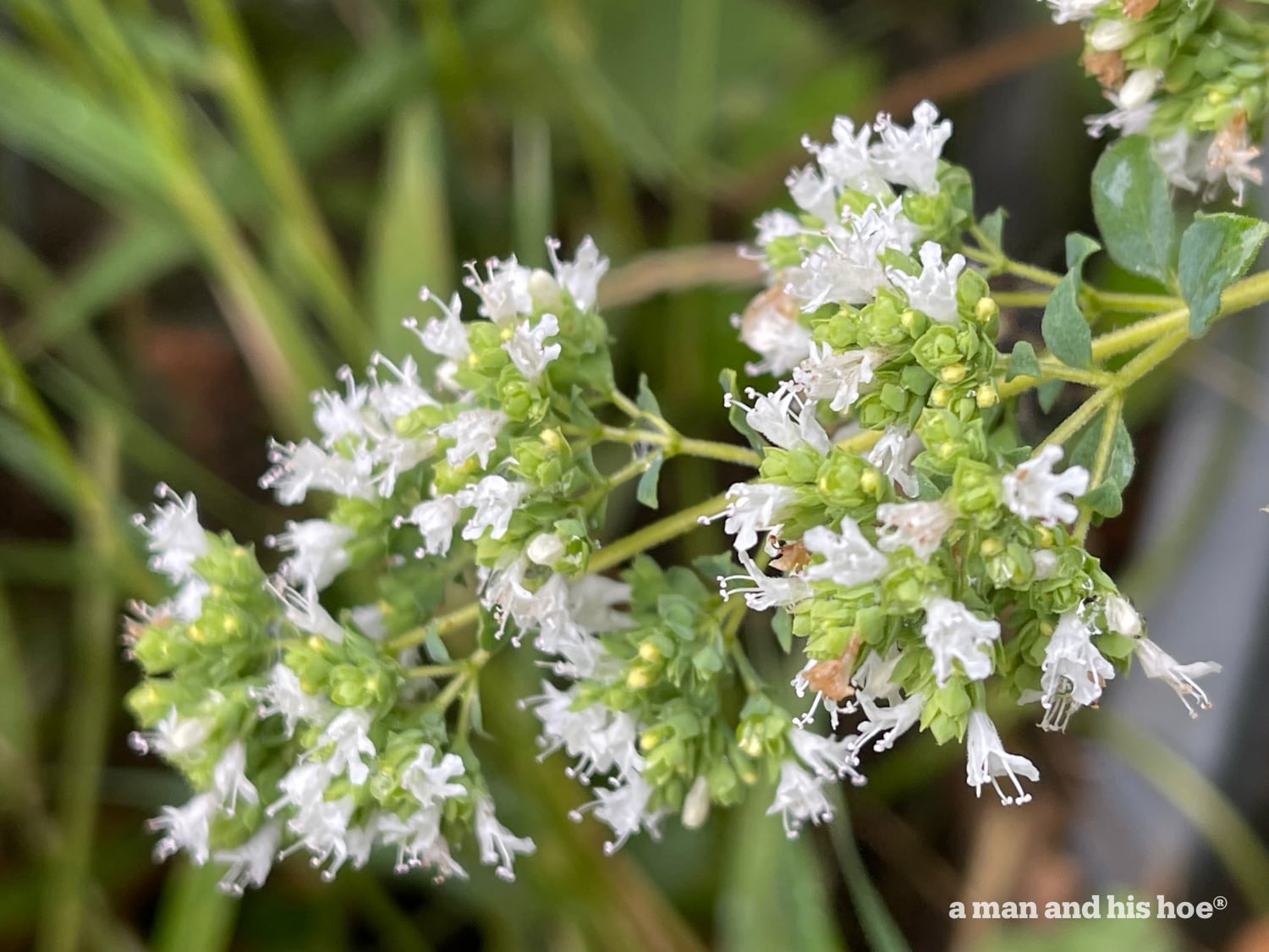 Oregano blossoms