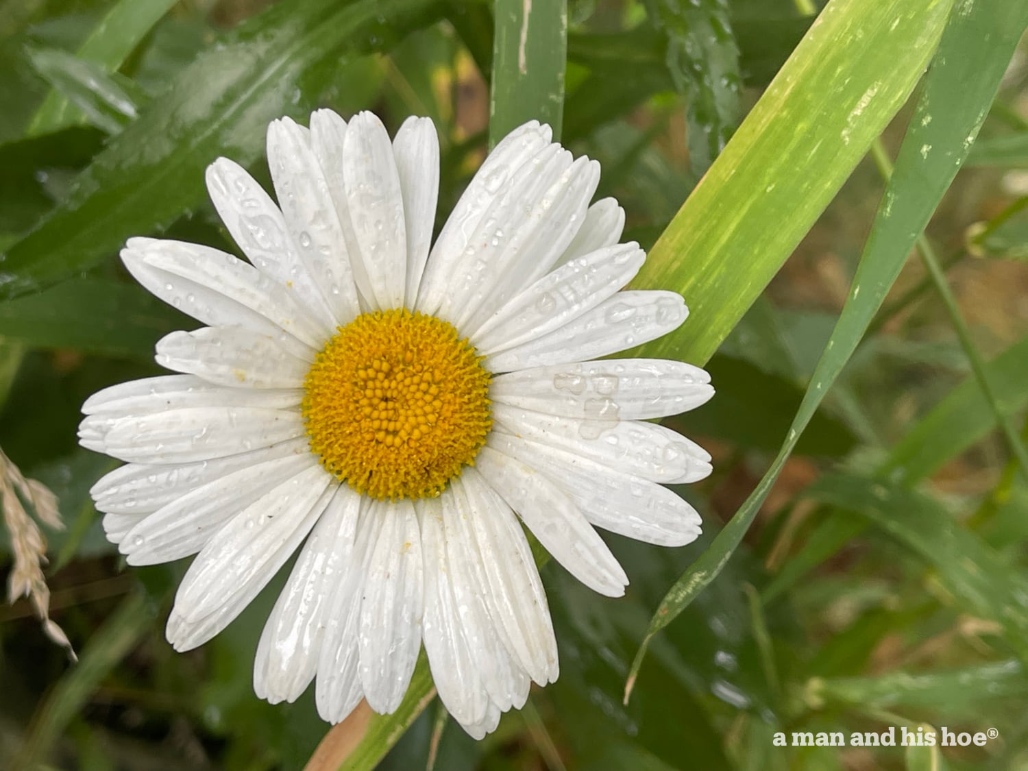 Shasta daisy with rain drops