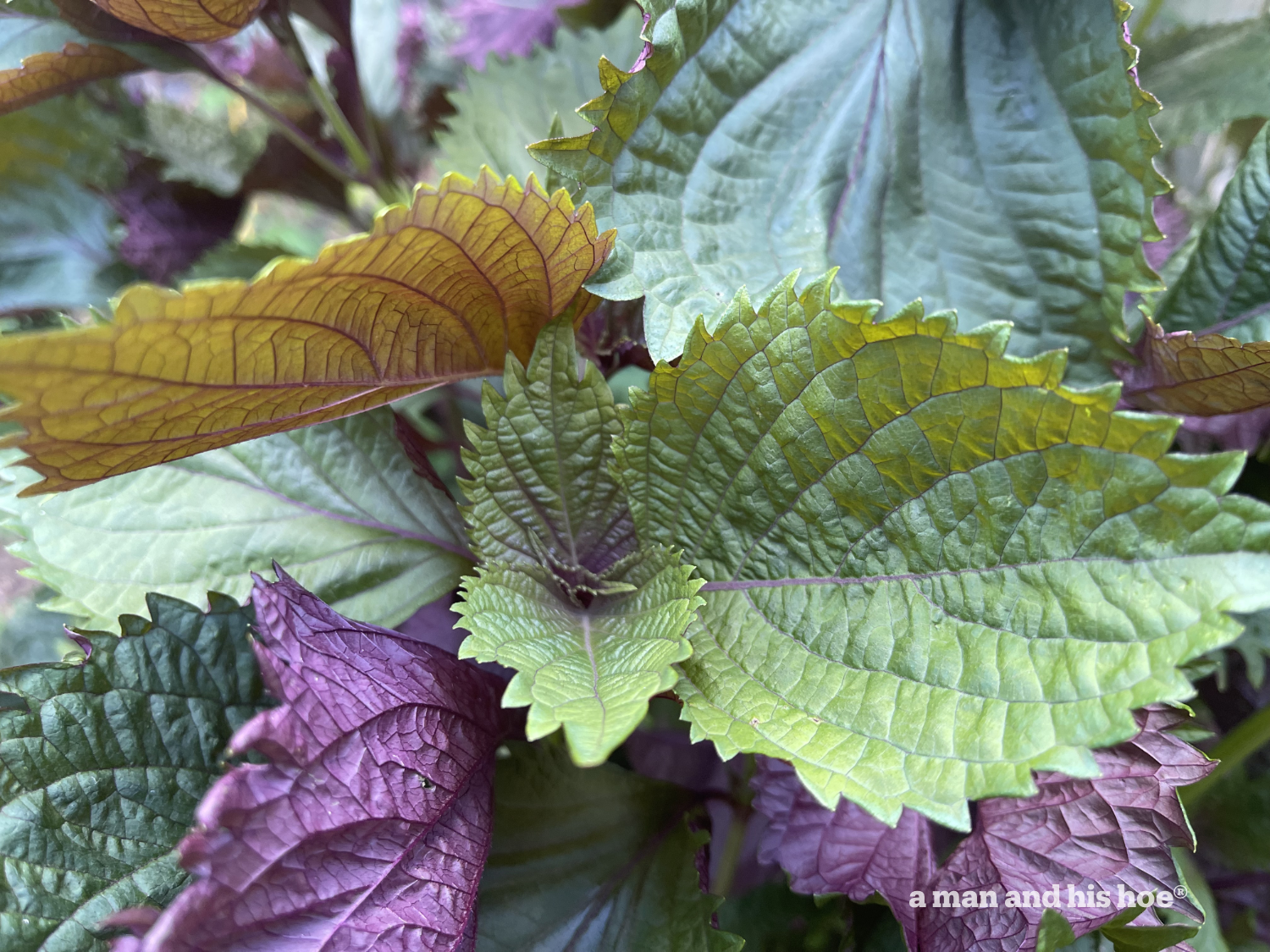 Shiso leaves