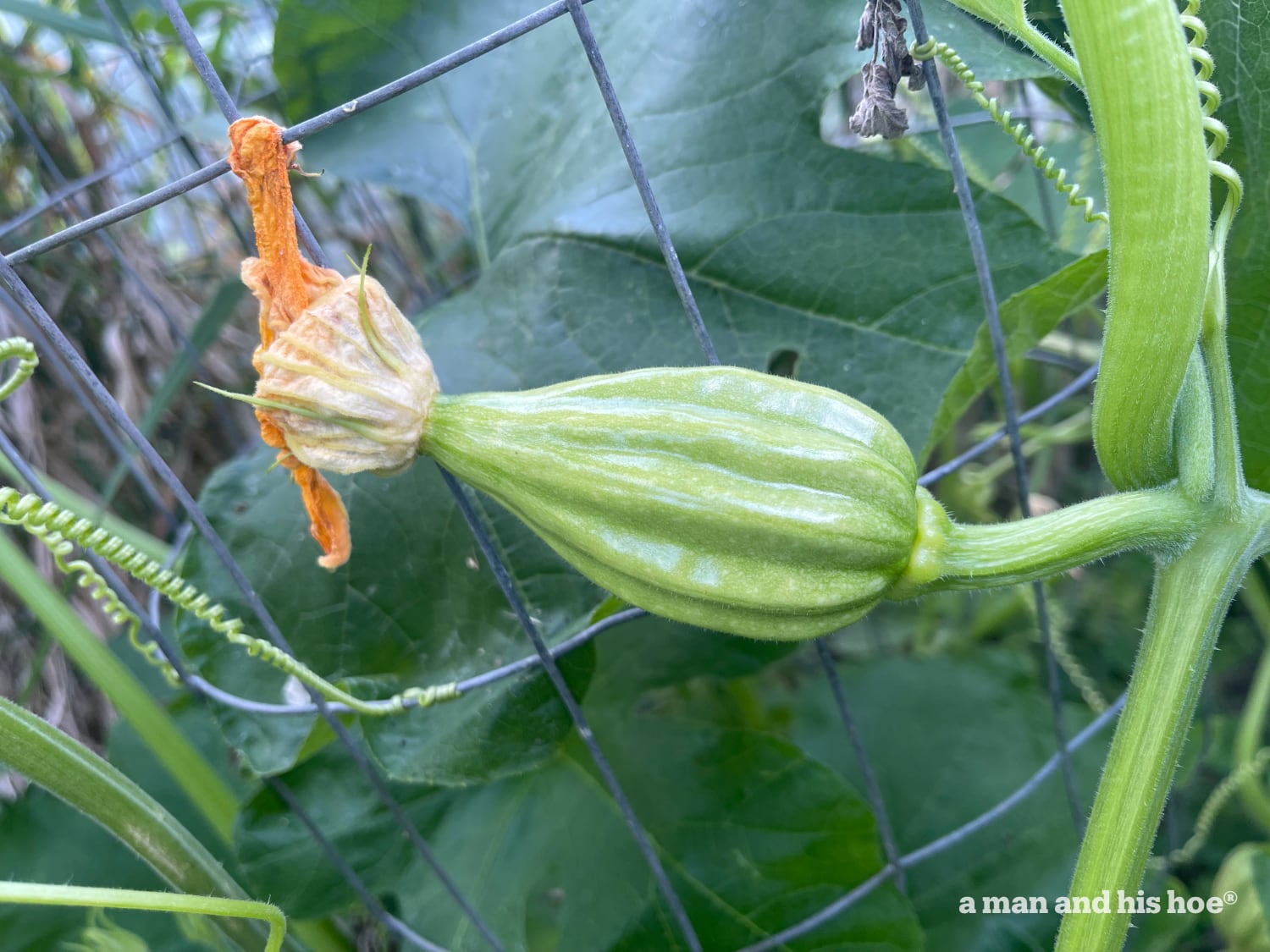 Spaghetti Squash baby