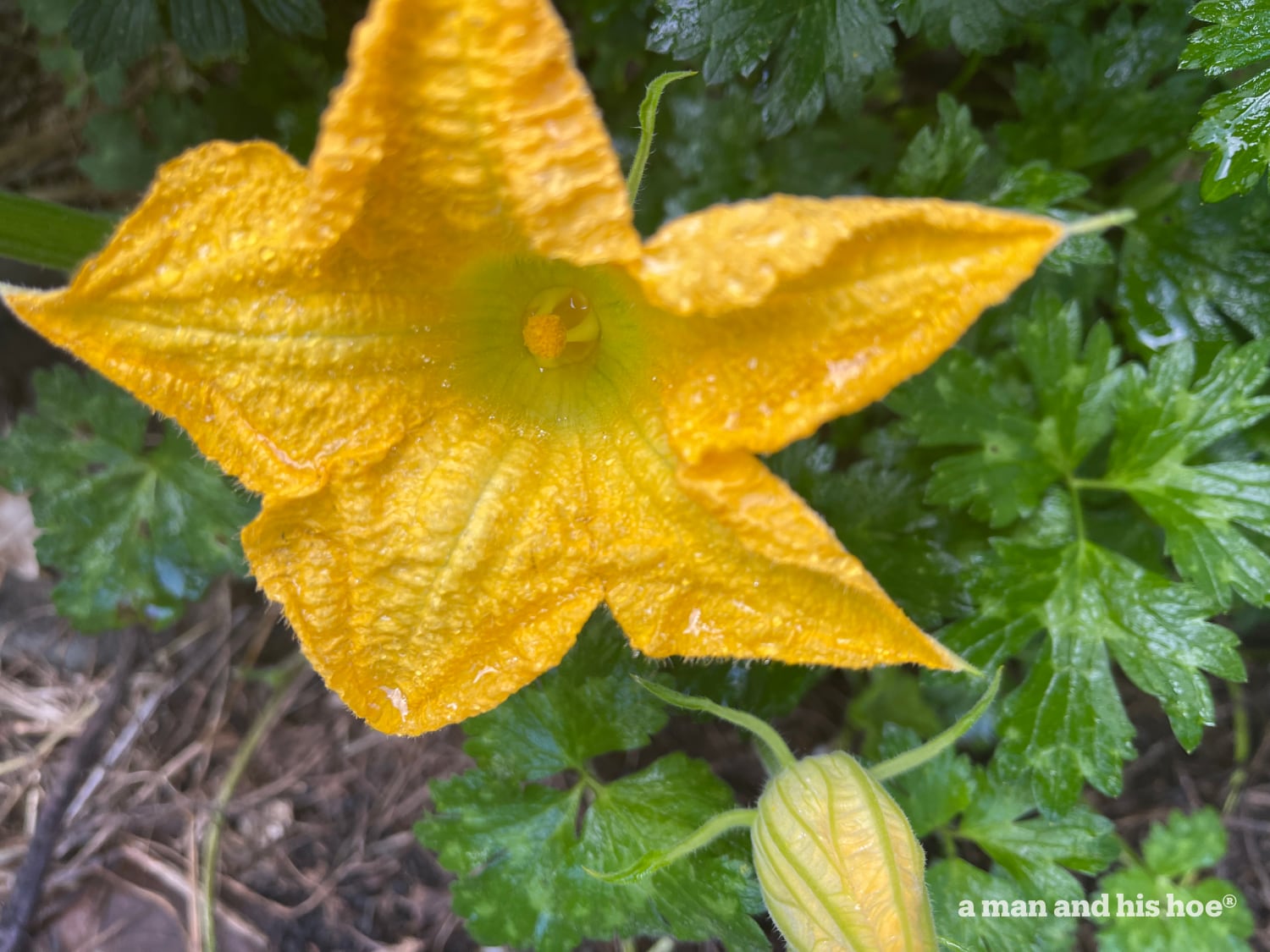 Spaghetti Squash flower